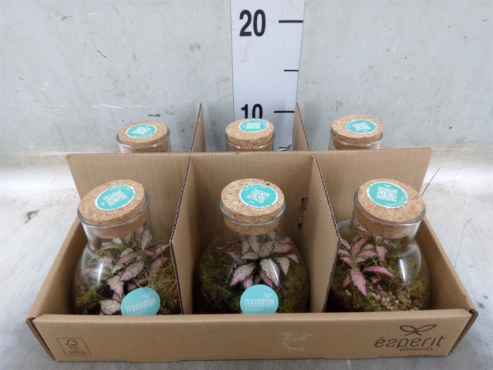 <h4>Arr.   Planten L%</h4>