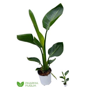 STRELITZIA NICOLAI