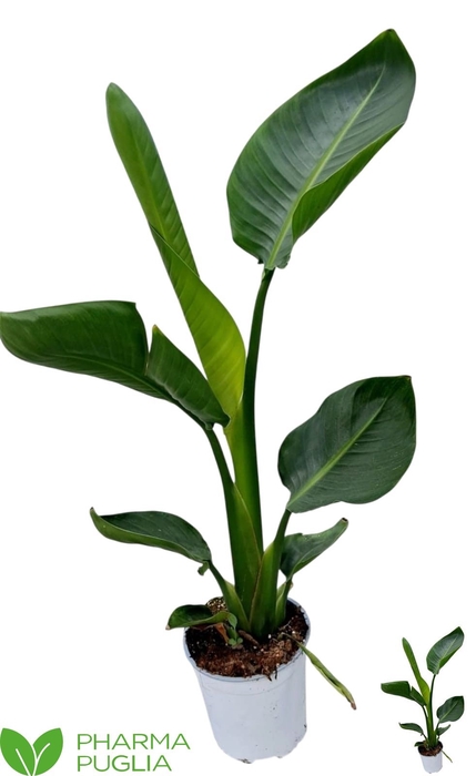 <h4>STRELITZIA NICOLAI</h4>