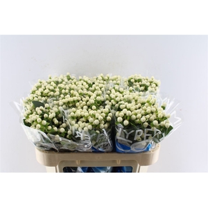 Hyp Coco Uno White 70cm