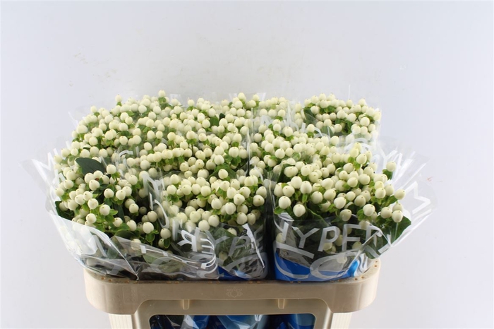 <h4>Hyp Coco Uno White 70cm</h4>