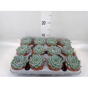 Echeveria   ...
