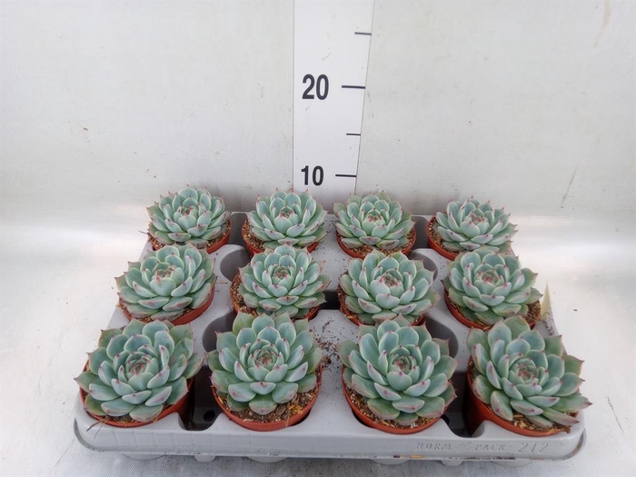 <h4>Echeveria ...</h4>