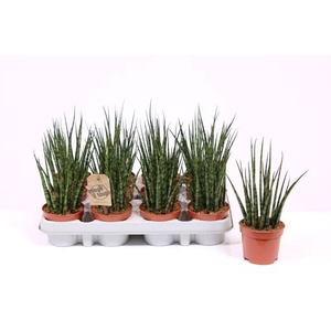 Sansevieria  'Fernwood'
