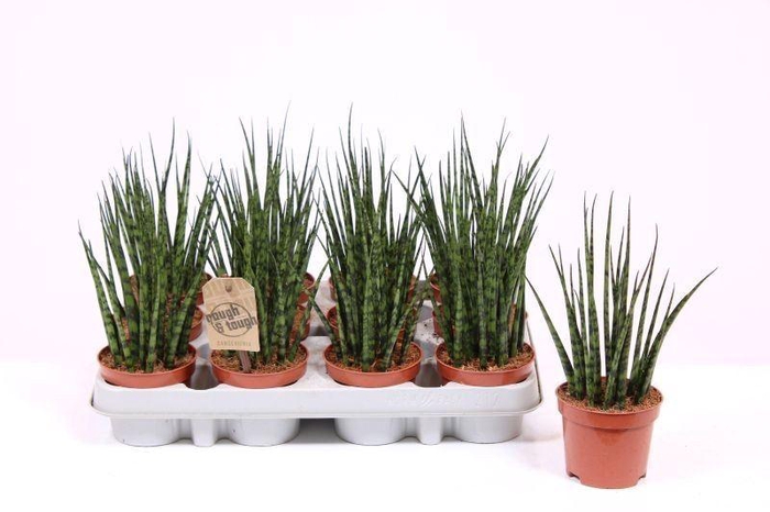<h4>Sansevieria  'Fernwood'</h4>