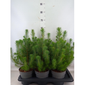 Pinus pinea 'Silver Crest'