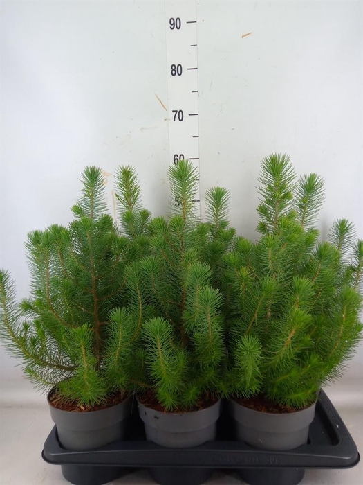 <h4>Pinus pinea 'Silver Crest'</h4>