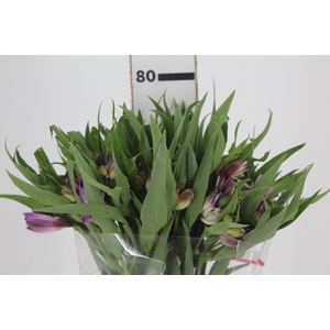 ALSTROEMERIA FLORENTINA 080 CM