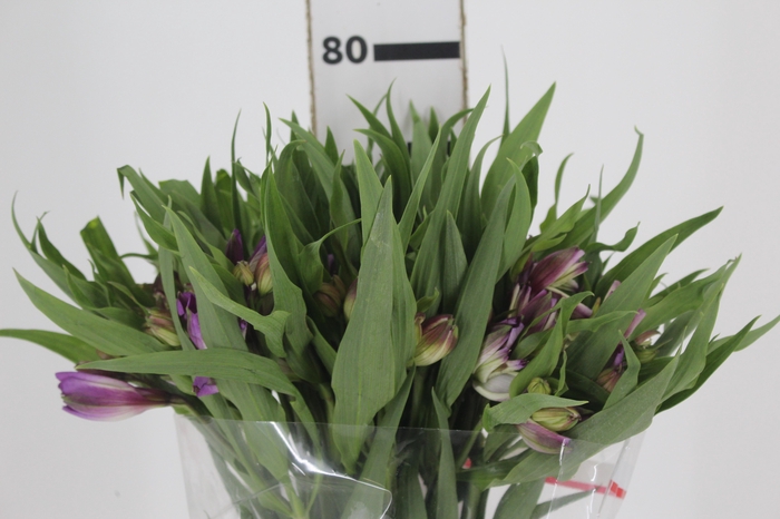 <h4>ALSTROEMERIA FLORENTINA 080 CM</h4>