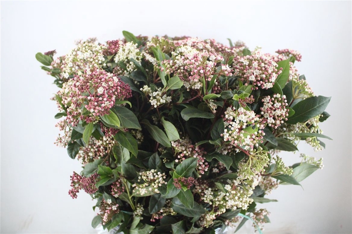 <h4>Viburnum Blooming Valery P Bunch</h4>