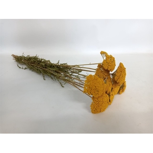 Achillea Parker Natural Bunch Dried