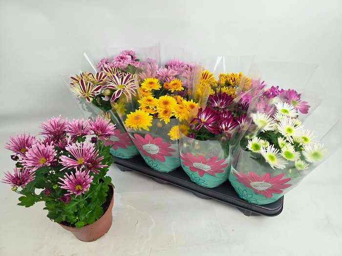 <h4>CHRYS GEM 7 KL</h4>