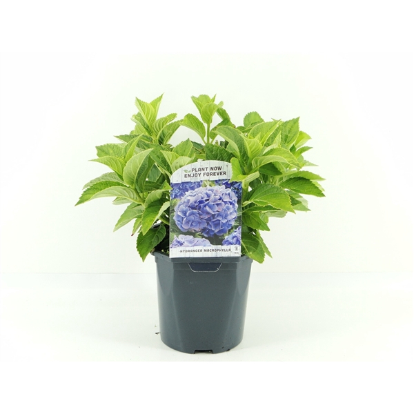 <h4>Hydrangea macr. blauw</h4>