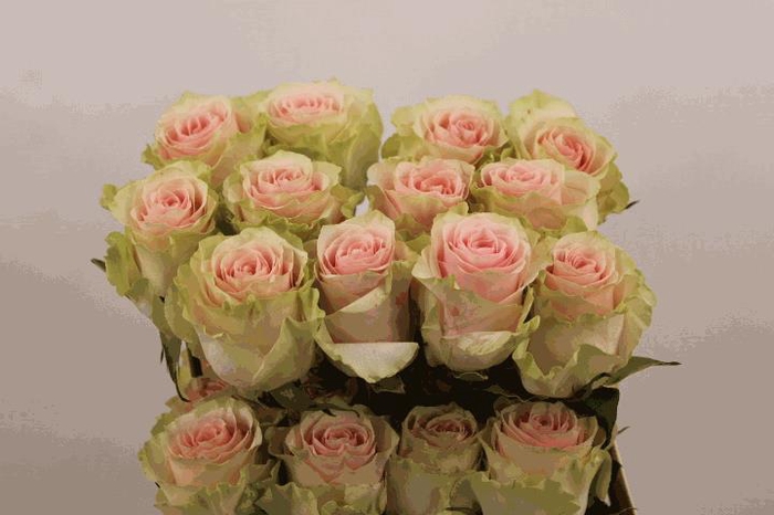 <h4>R Gr Frutteto</h4>