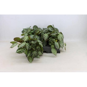 BEGONIA SILVER JEWELL P15