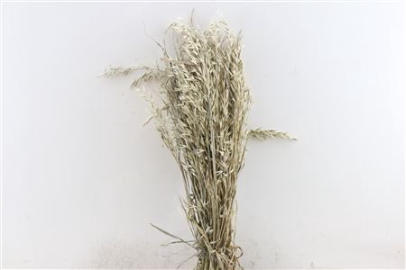 <h4>Dried Avena X5 Frosted White Bunch</h4>