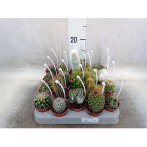 Cactus   ...mix
