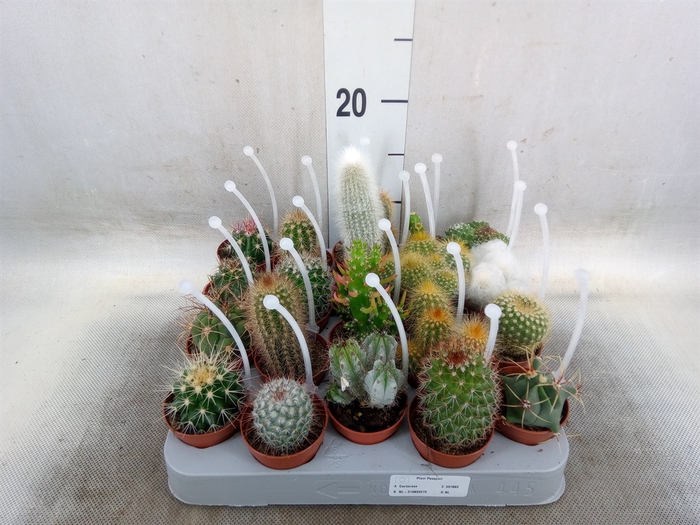 <h4>Cactus   ...mix</h4>