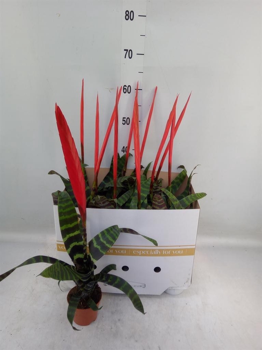 <h4>Vriesea  'Era'</h4>