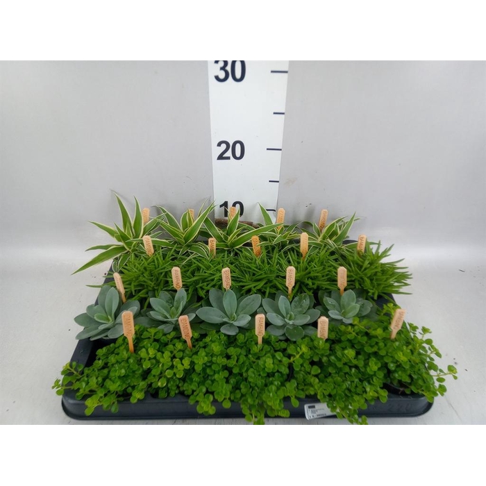 <h4>Planten  ..mix</h4>