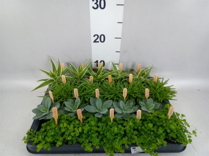 Planten  ..mix