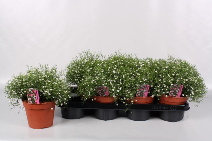 <h4>Gypsophila Fleur White</h4>