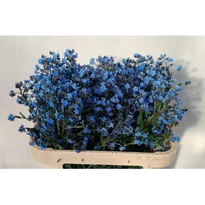 CYNOGLOSSUM AMABI ZD