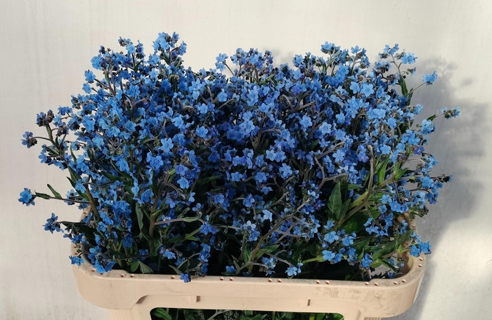 <h4>CYNOGLOSSUM AMABI ZD</h4>
