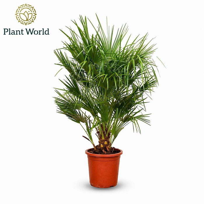 <h4>Chamaerops humilis / Eagle palm P30 160-170cm</h4>