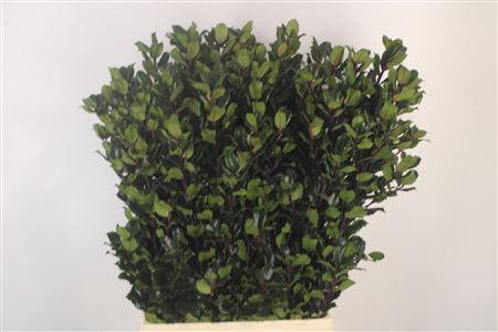 <h4>Ilex Blue Prince Vertakt</h4>