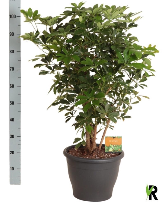 <h4>SCHEF AR COMPACTA</h4>