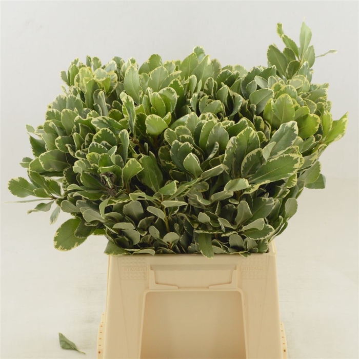 Pittosporum Ilan