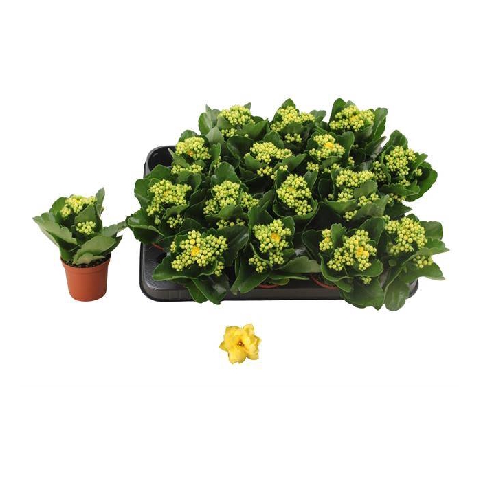 <h4>Kalanchoe Rosalie Don Amarillo 7Ø 15cm</h4>