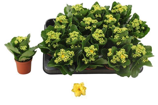 Kalanchoe Rosalie Don Amarillo 7Ø 15cm