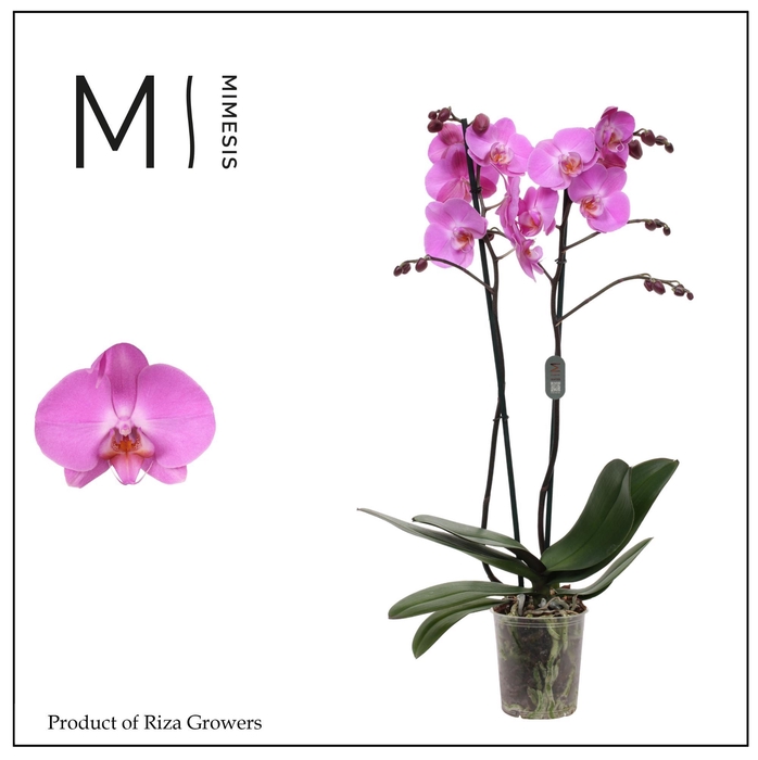 <h4>Phalaenopsis Las Palmas 2 spike - 12cm | Mimesis</h4>
