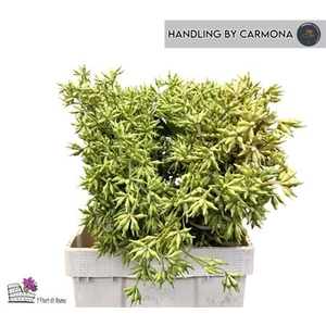 Euca Robusta Berry Green P Bunch