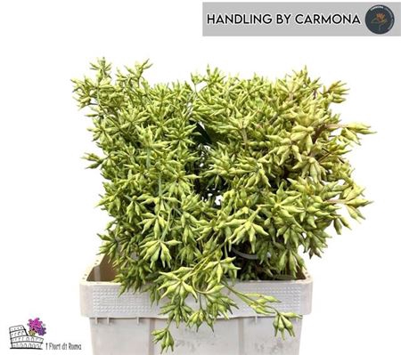 <h4>Euca Robusta Berry Green P Bunch</h4>