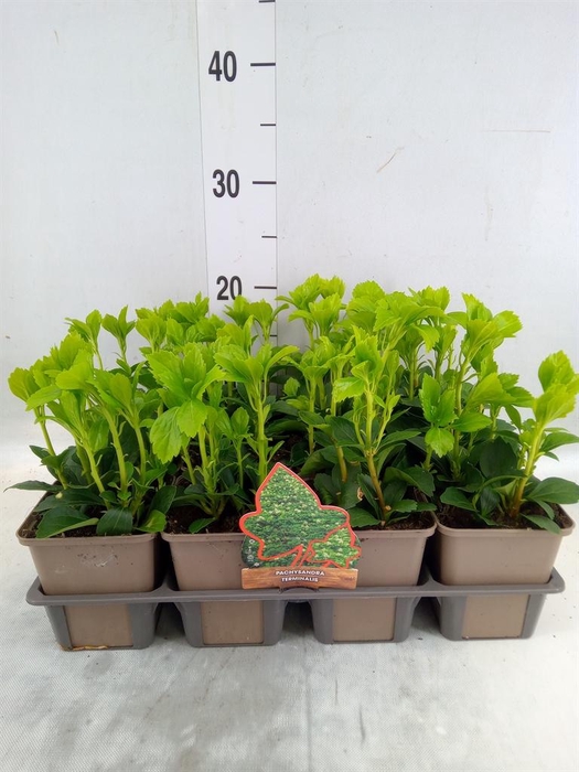 <h4>Pachysandra termin.</h4>