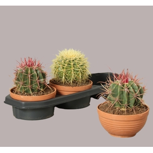 CACTUS OV