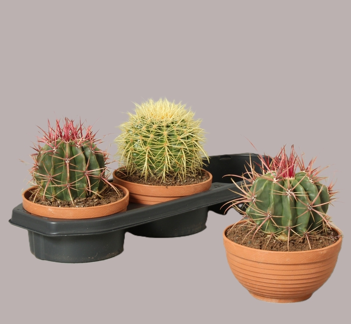 <h4>CACTUS OV</h4>