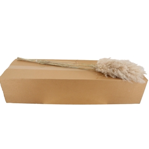 CORTADERIA OV