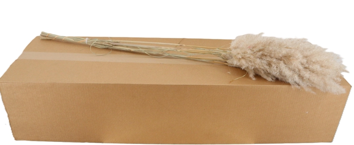 <h4>CORTADERIA OV</h4>