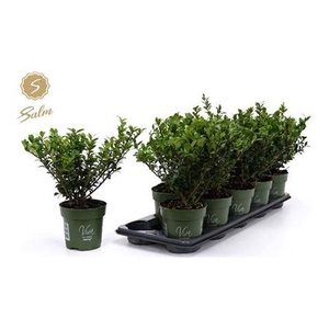 Ilex Crenata Jenny