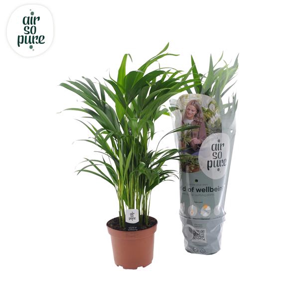<h4>Dypsis lutescens (Areca) 17cm</h4>