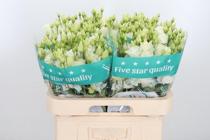 <h4>Eus G Alissa White</h4>