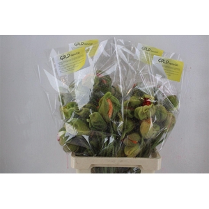 Papaver Mixed Super P Stem