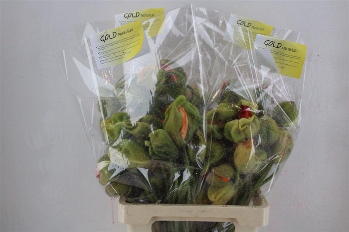 <h4>Papaver Mixed Super P Stem</h4>