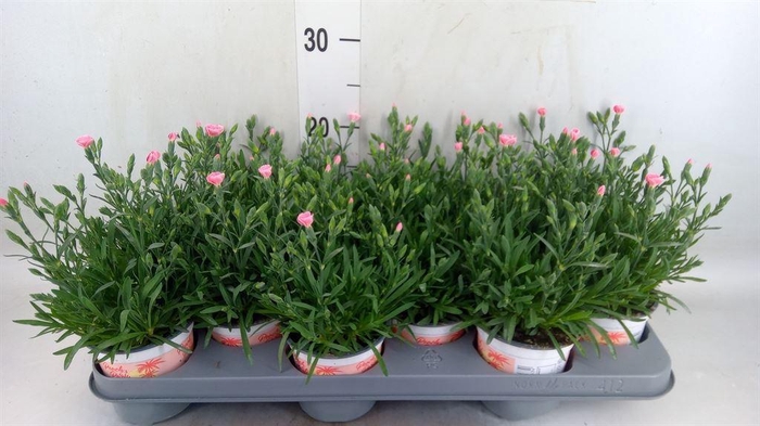 <h4>Dianthus  'Diantica Peach Party'</h4>