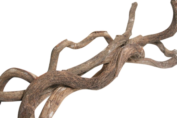 <h4>Branch  Curly L200</h4>