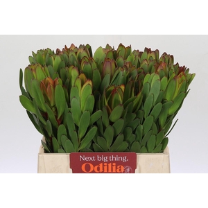 Leucadendron Goldstrike